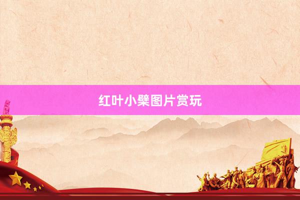 红叶小檗图片赏玩